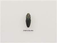 藏品(吉丁蟲科)的圖片